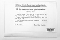 Camarosporium quaternatum image